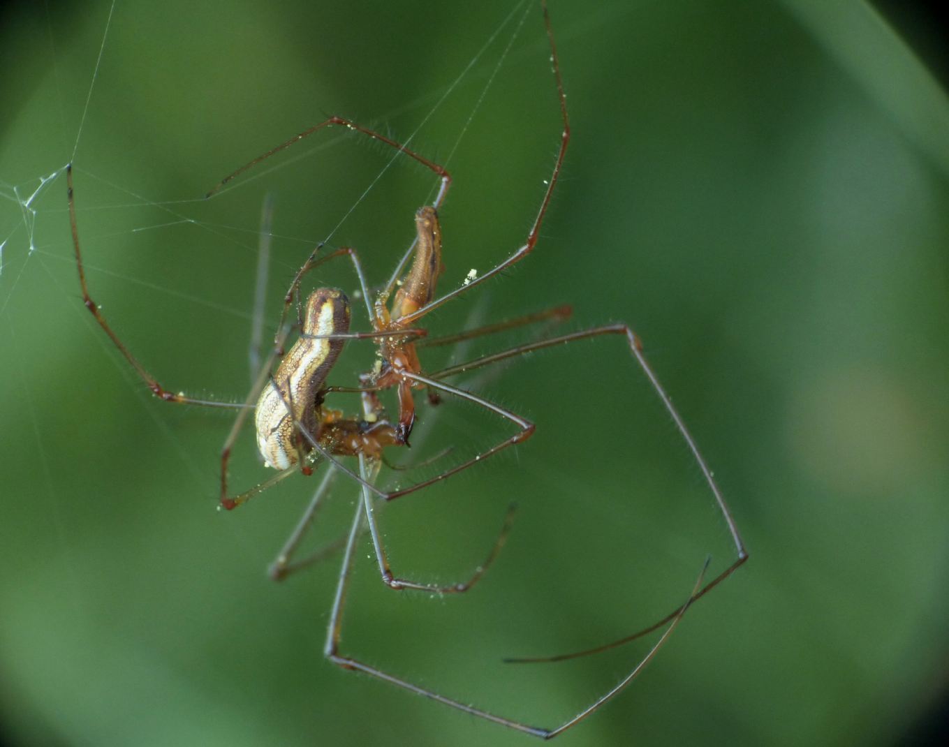 Tetragnatha sp.: baci e abbracci - Roma
